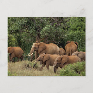 Carte Postale Kenya : parc national de Tsavo Est, troupeau d'élé
