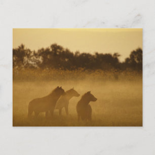 Carte Postale Kenya : Parc national du lac Turkana hyènes tachet