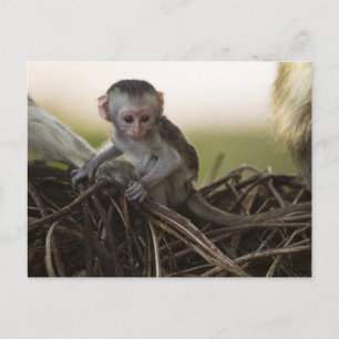 Carte Postale Kenya, Samburu Game Reserve. Vervet Monkey