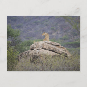 Carte Postale Kenya, Samburu Nature Reserve, lion féminine sur