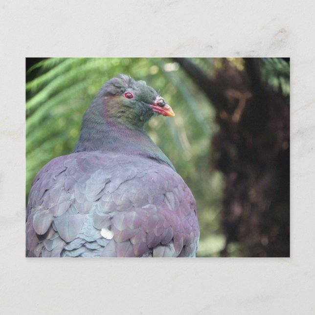 Carte Postale Kereru Closeup (Devant)