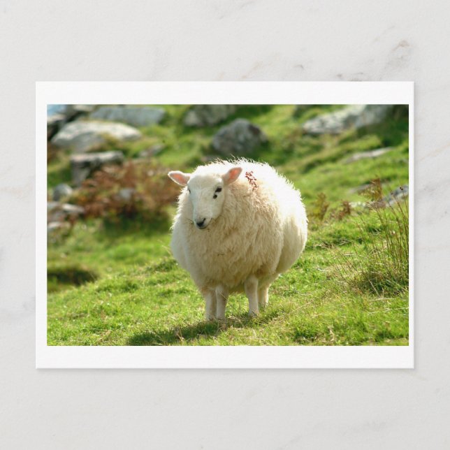 Carte Postale Kerry Sheep sur l'anneau de Kerry (Devant)