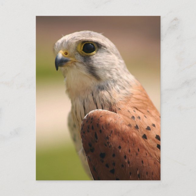 Carte Postale Kestrel (Devant)