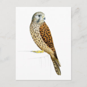 Carte Postale Kestrel 2011
