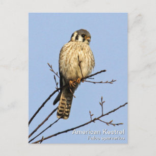 Carte Postale Kestrel américain
