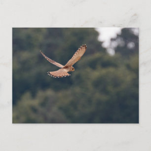 Carte Postale Kestrel commun planant à la recherche de proies