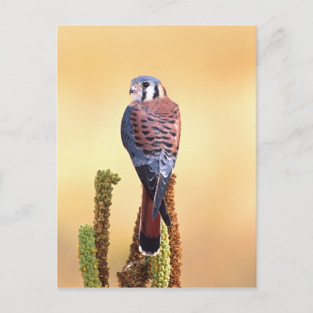 Carte Postale Kestrel, Falco sparverius, Native de US & Canada (Devant)
