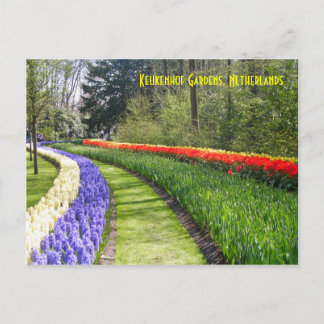 Carte Postale Keukenhof Gardens, Pays-Bas