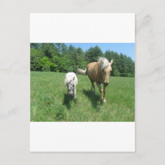 Carte Postale Khrysta, le cheval Morgan, et Cash, les mini-hors