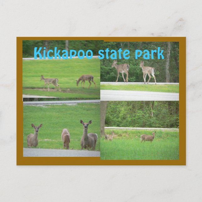 Carte Postale Kickapoo Deer (Devant)