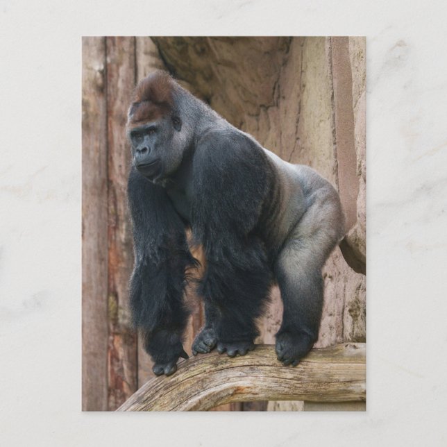 Carte Postale Kidogo le Silverback frappe un pose sur un journal (Devant)