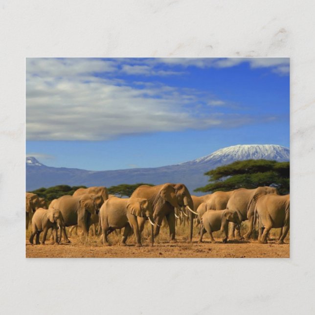 Carte Postale Kilimanjaro et éléphants (Devant)