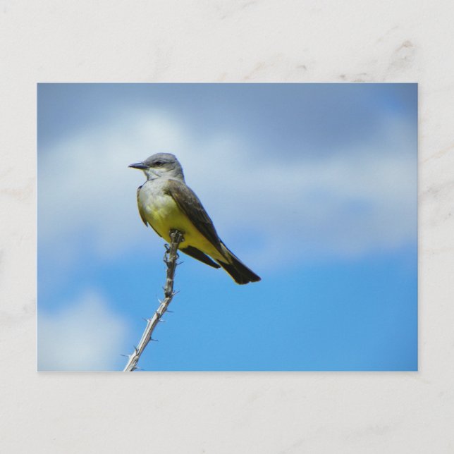 Carte Postale King Bird (Devant)
