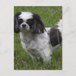 Carte postale King Charles Spaniel