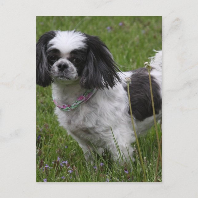 Carte postale King Charles Spaniel (Devant)