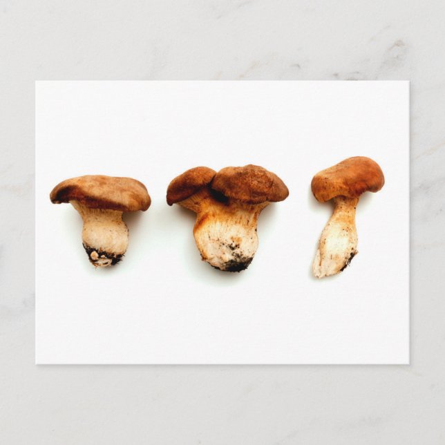 Carte Postale King oyster mushroom (Devant)