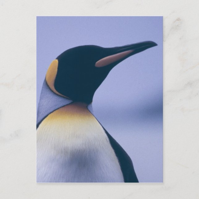 Carte Postale King Penguin (Devant)