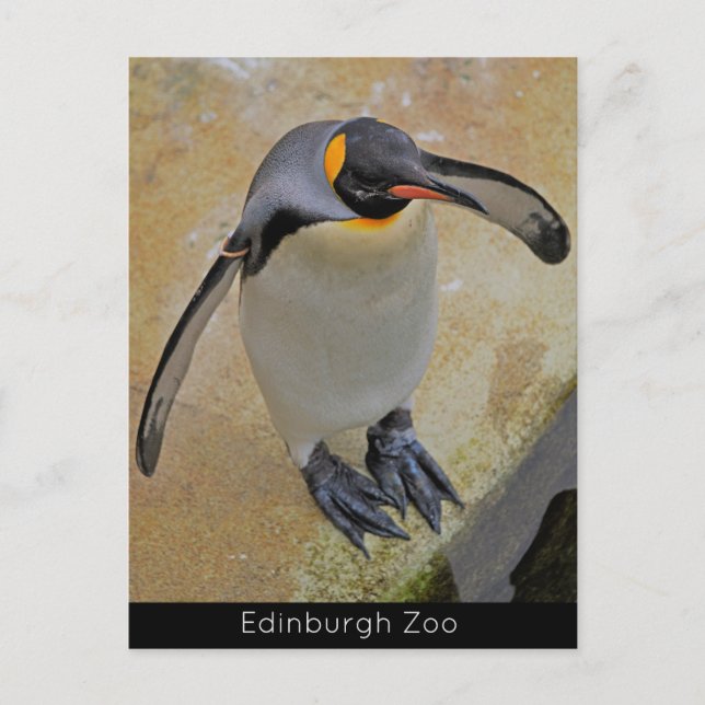 Carte postale King Penguin Edinburgh Zoo Scotland (Devant)
