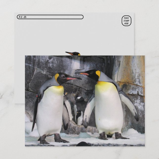 Carte postale King Penguins (Devant / Derrière)