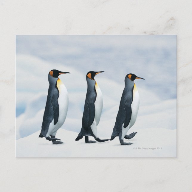 Carte Postale King Penguins marchant dans un seul fichier (Devant)