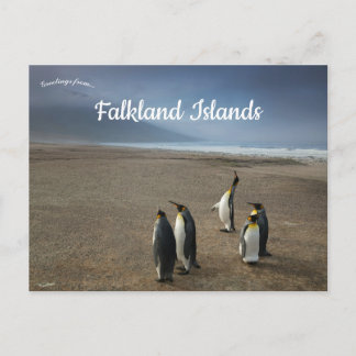 Carte Postale King Penguins on Falkland Islands