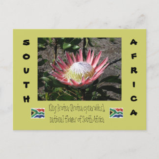 Carte Postale King Protea