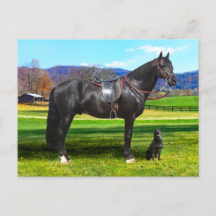 Carte postale "King Richard"