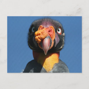 Carte postale King Vuld'Oiseau moche