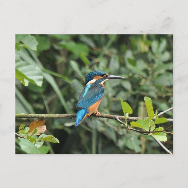 Carte postale Kingfisher (Devant)