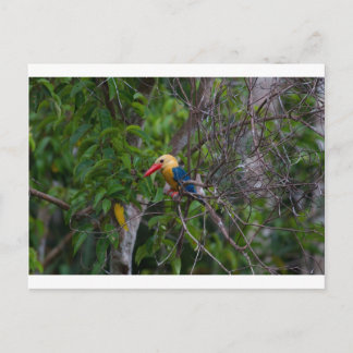 Carte Postale Kingfisher
