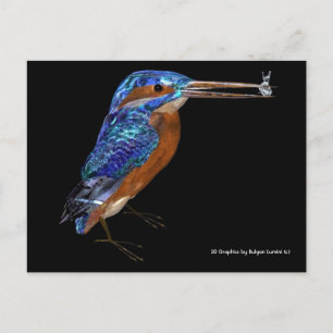 CARTE POSTALE KINGFISHER