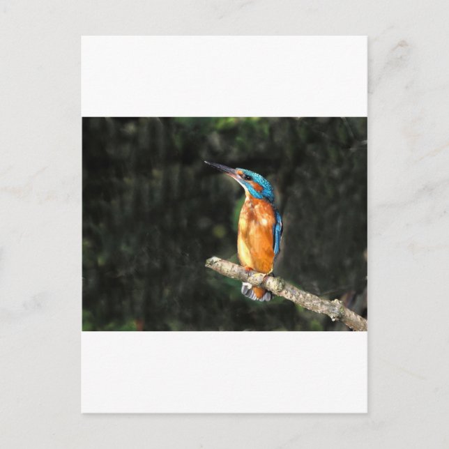 Carte Postale Kingfisher (Devant)