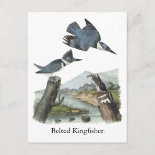 Carte Postale Kingfisher Belted, John Audubon