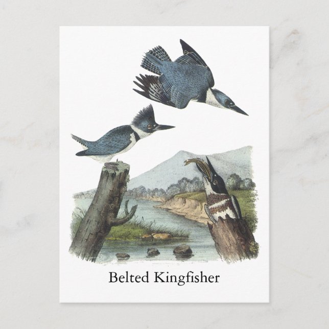 Carte Postale Kingfisher Belted, John Audubon (Devant)