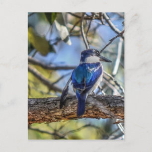 CARTE POSTALE KINGFISHER RURAL QUEENSLAND AUSTRALIE