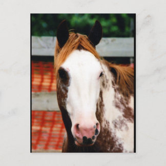 Carte Postale Kings Fancy Girl