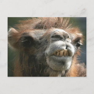 Carte Postale Kiss Kiss