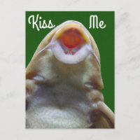 Kiss Me Fish