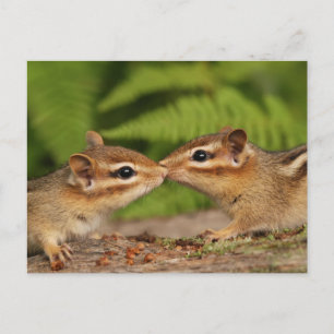 Carte Postale Kissing Baby Chipmunks