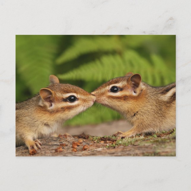 Carte Postale Kissing Baby Chipmunks (Devant)