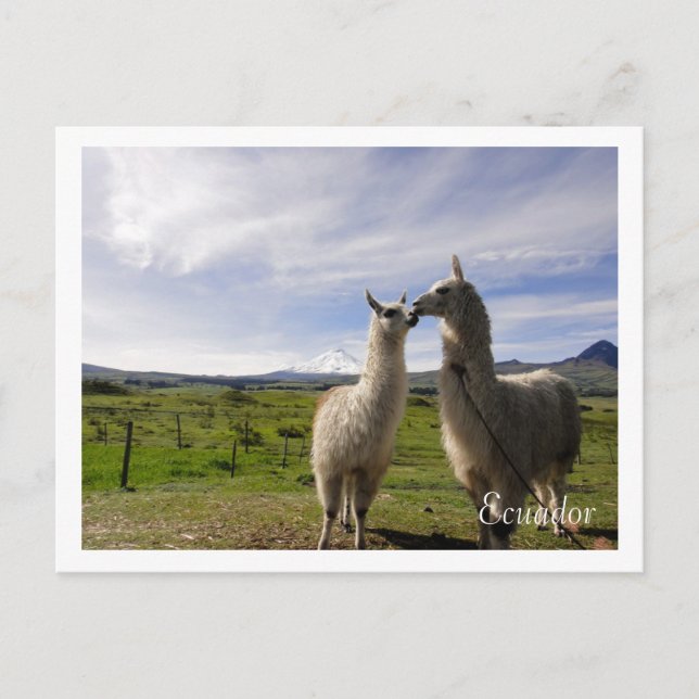 Carte Postale Kissing llamas Cotopaxi Équateur (Devant)