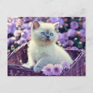 Carte Postale Kit de photo personnalisable Chatons Fleurs de lil