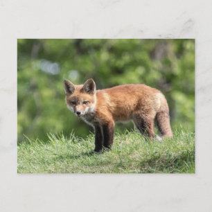 Carte Postale Kit Red Fox