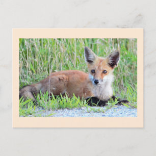 Carte Postale Kit Red Fox