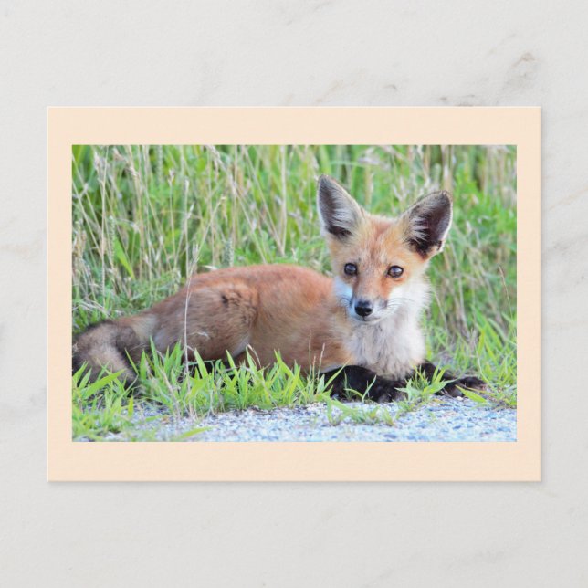 Carte Postale Kit Red Fox (Devant)
