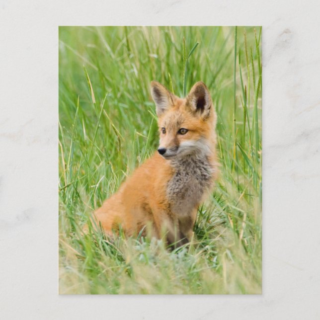 Carte Postale Kit Renard rouge dans l'herbe près de la tanière (Devant)
