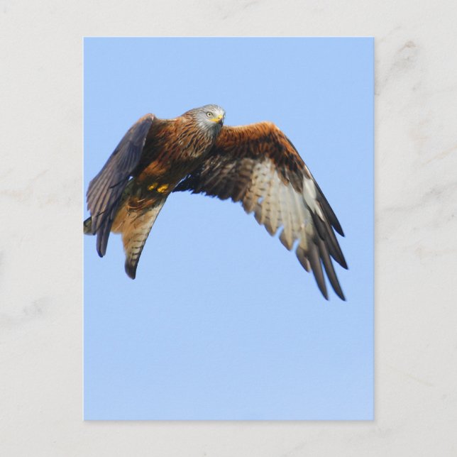 Carte Postale Kite rouge (Devant)