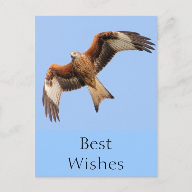 Carte Postale Kites rouges sauvages (Devant)