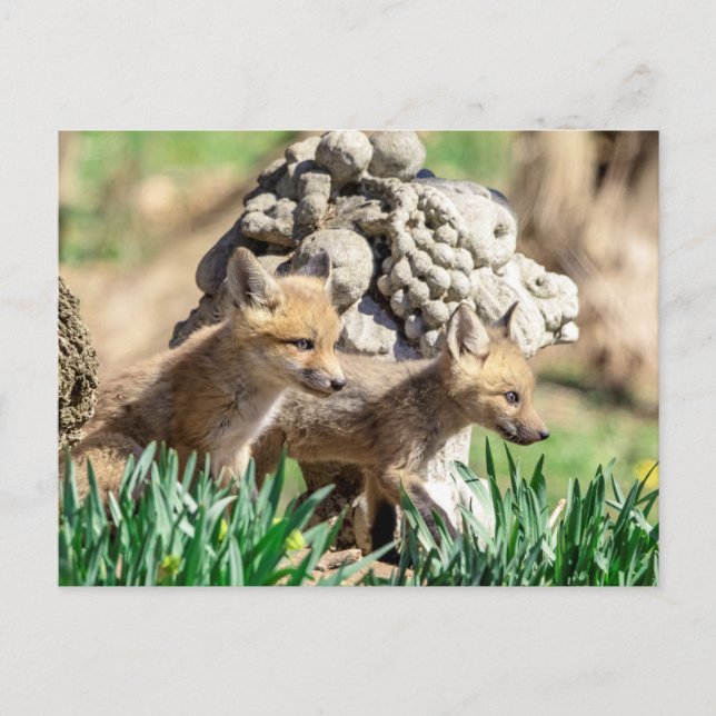 Carte Postale Kits Fox dans la vallée de l'Hudson (Devant)