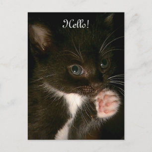 Carte postale Kitten